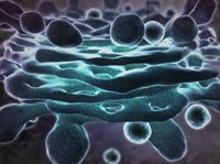 Fotograma de la animación en la que se ve el Aparato de Golgi