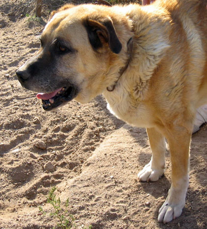 Mi fiel amigo, capri