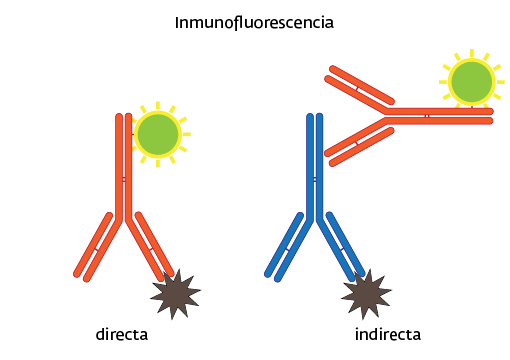diagrama de una inmunofluorescencia directa y otra indirecta