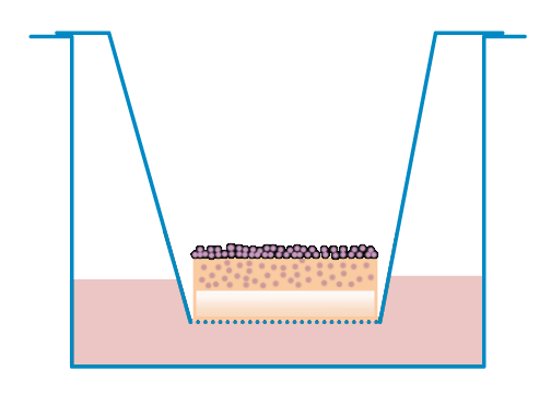 organotypics.png